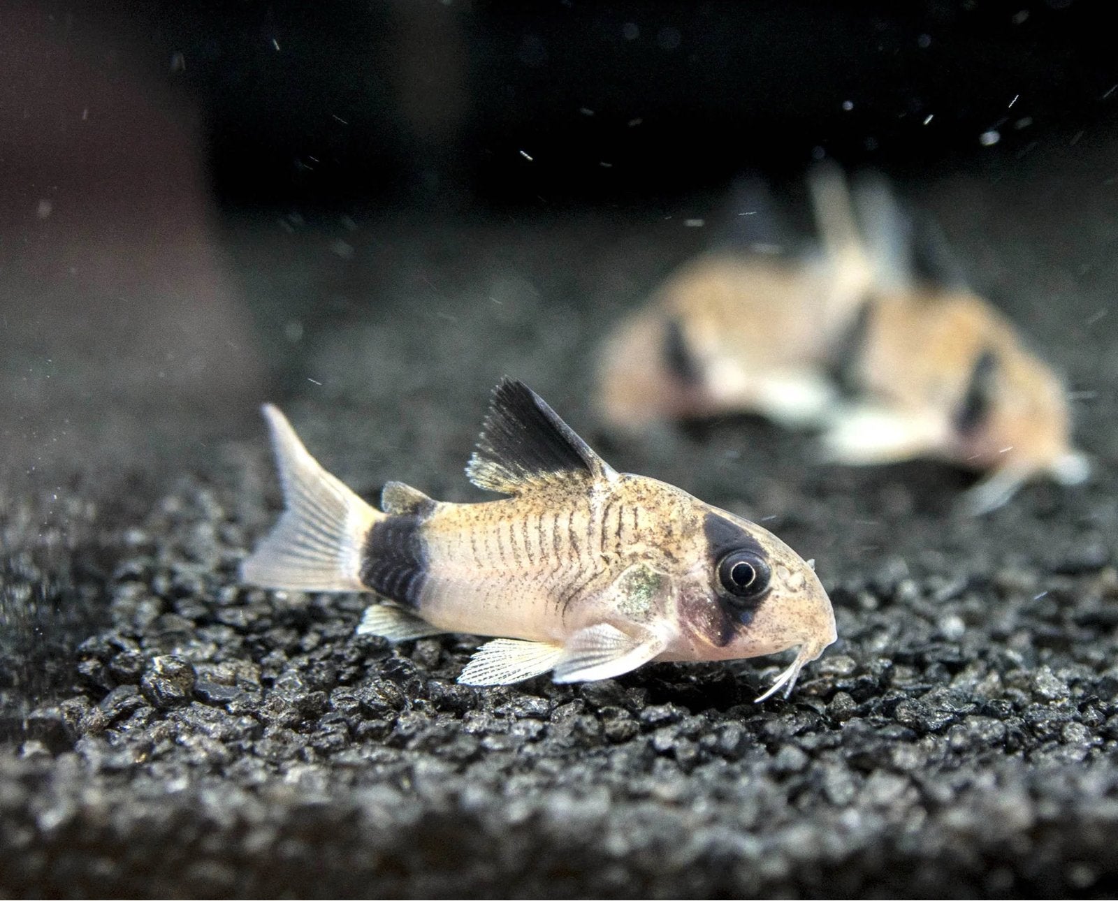 2 x panda corydoras