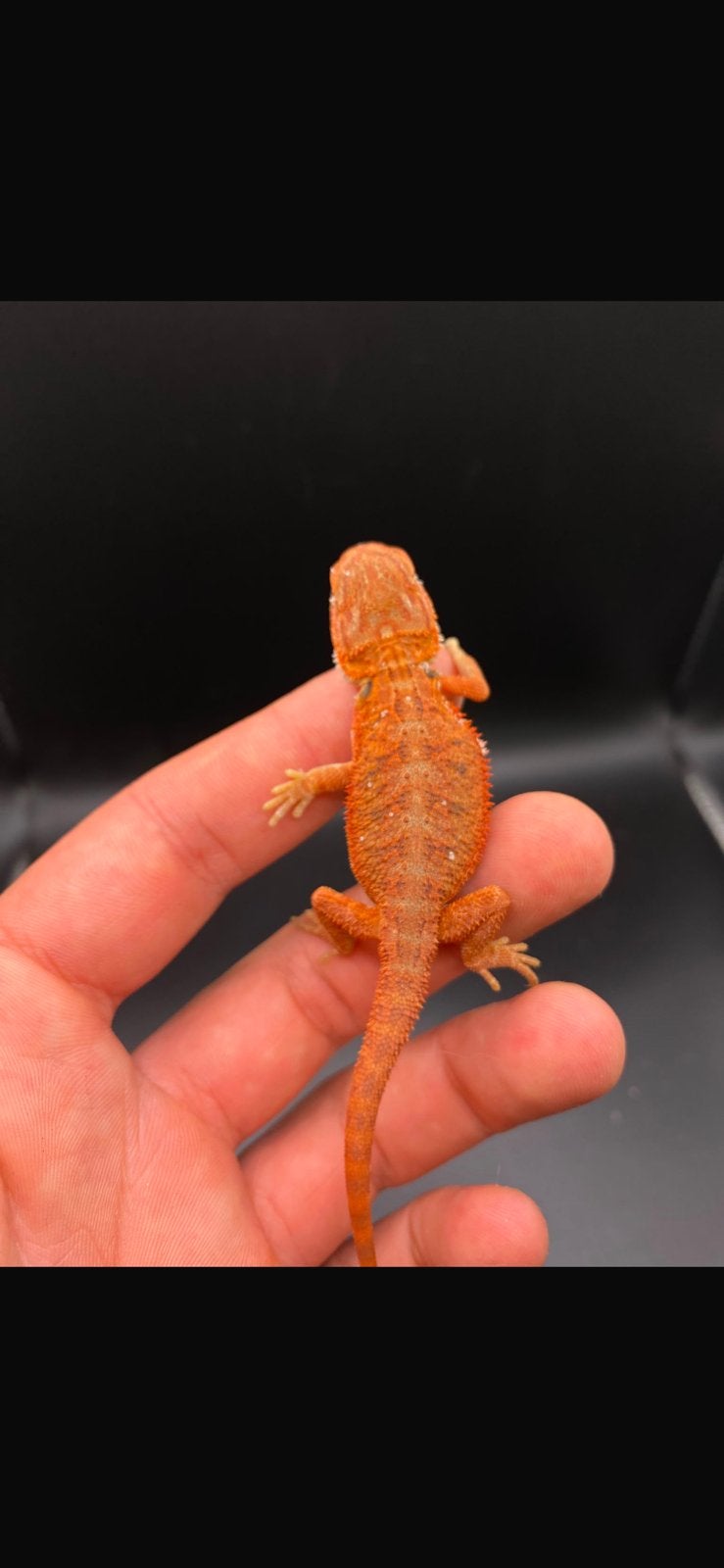 Pogona vitticeps Red hypo transluscent, Animaux & Accessoires, Reptiles & Amphibiens