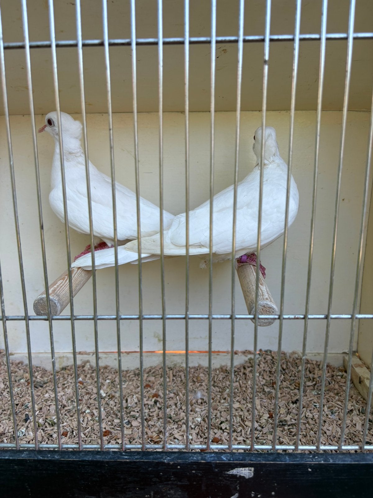Kuif lachduiven, Dieren en Toebehoren, Vogels | Duiven, Meerdere dieren, Tortelduif