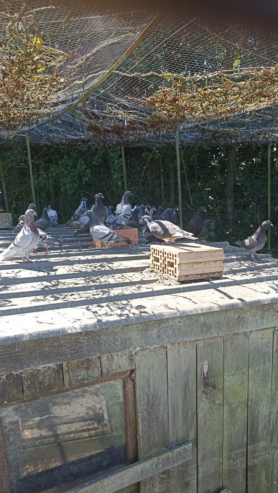Duiven, Dieren en Toebehoren