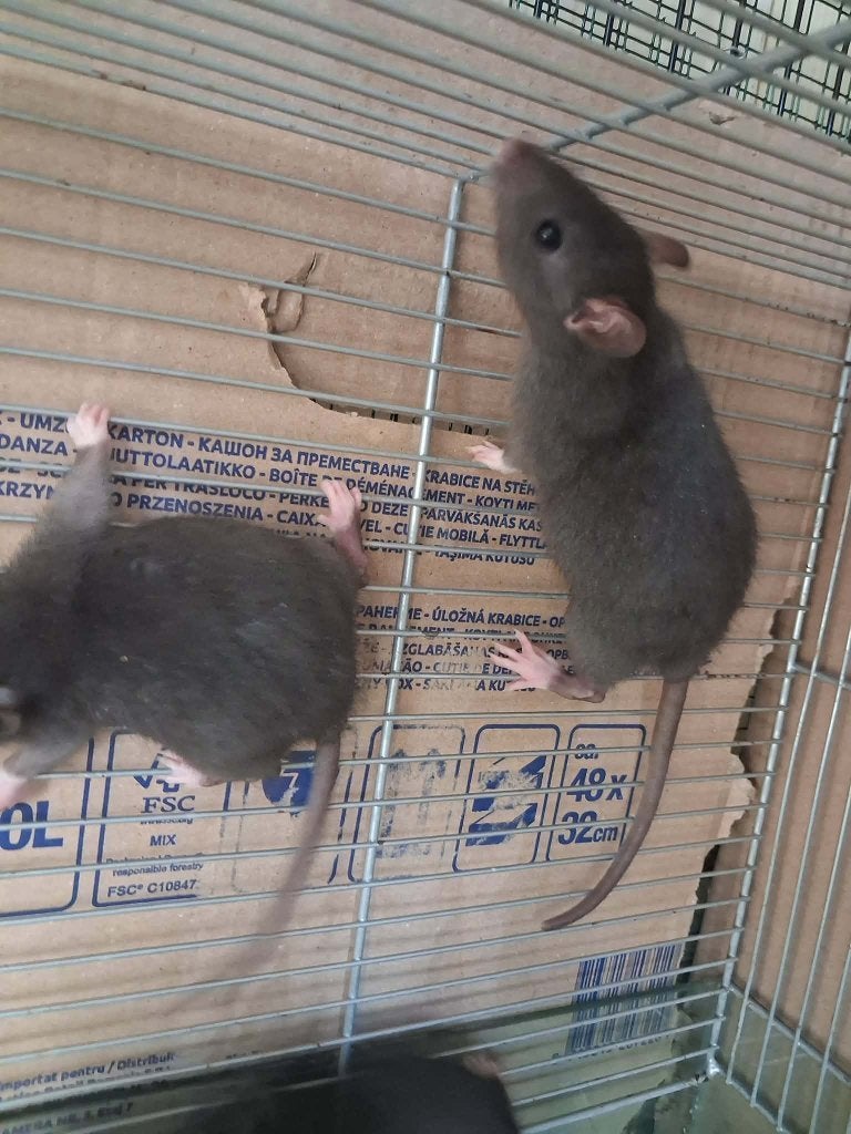 Rat te koop, Dieren en Toebehoren, Rat, Meerdere dieren, Tam, September