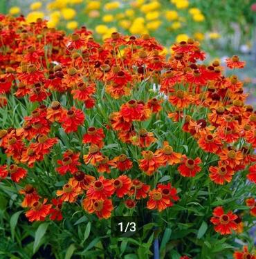 Helenium 'Moerheim beauty', Ophalen, Vaste plant, Volle zon