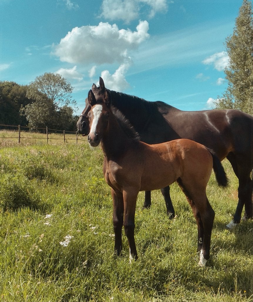 Veelbelovend merrieveulen Zangersheide, Dieren en Toebehoren, Merrie, Springpaard, Met stamboom, Niet van toepassing