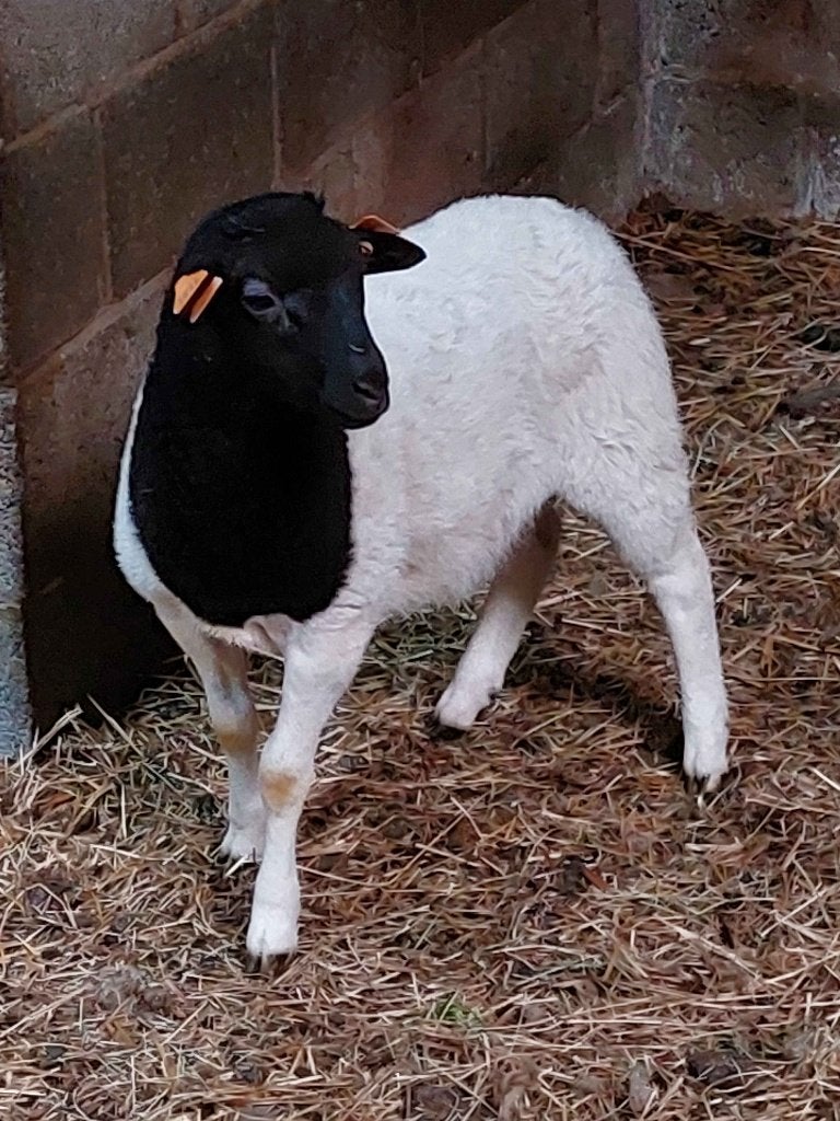 Dorper ramlam, Mâle, Mouton, 0 à 2 ans