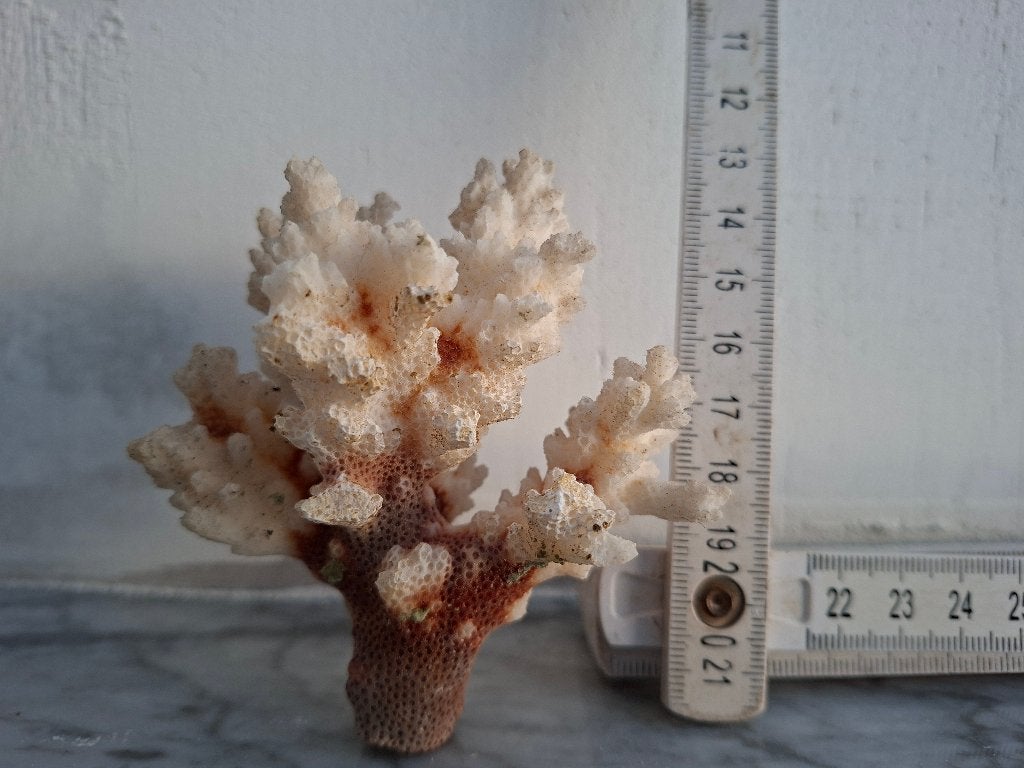 koraal te koop, Ophalen, Overige typen