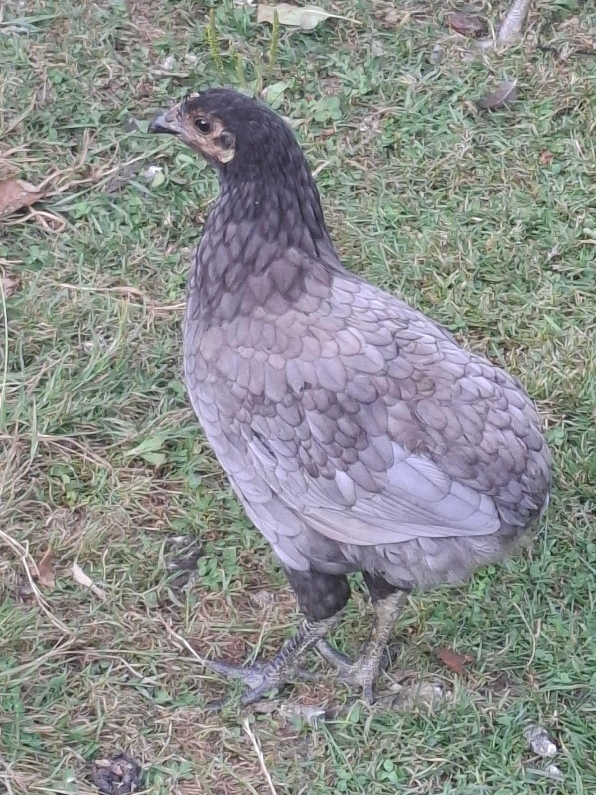 araucana