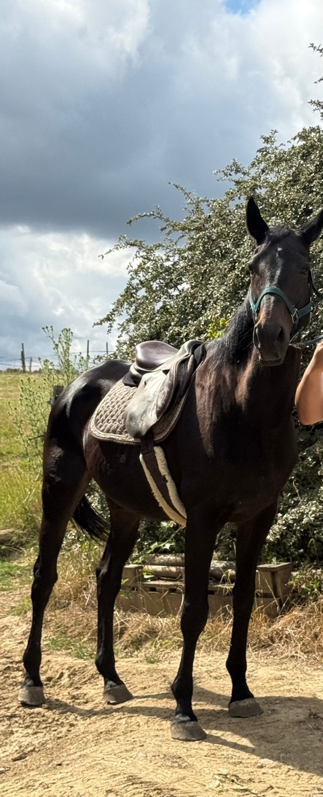 Jument 16 ans – Très gentille – À vendre, 11 ans ou plus, Vermifugé, L, 160 à 165 cm