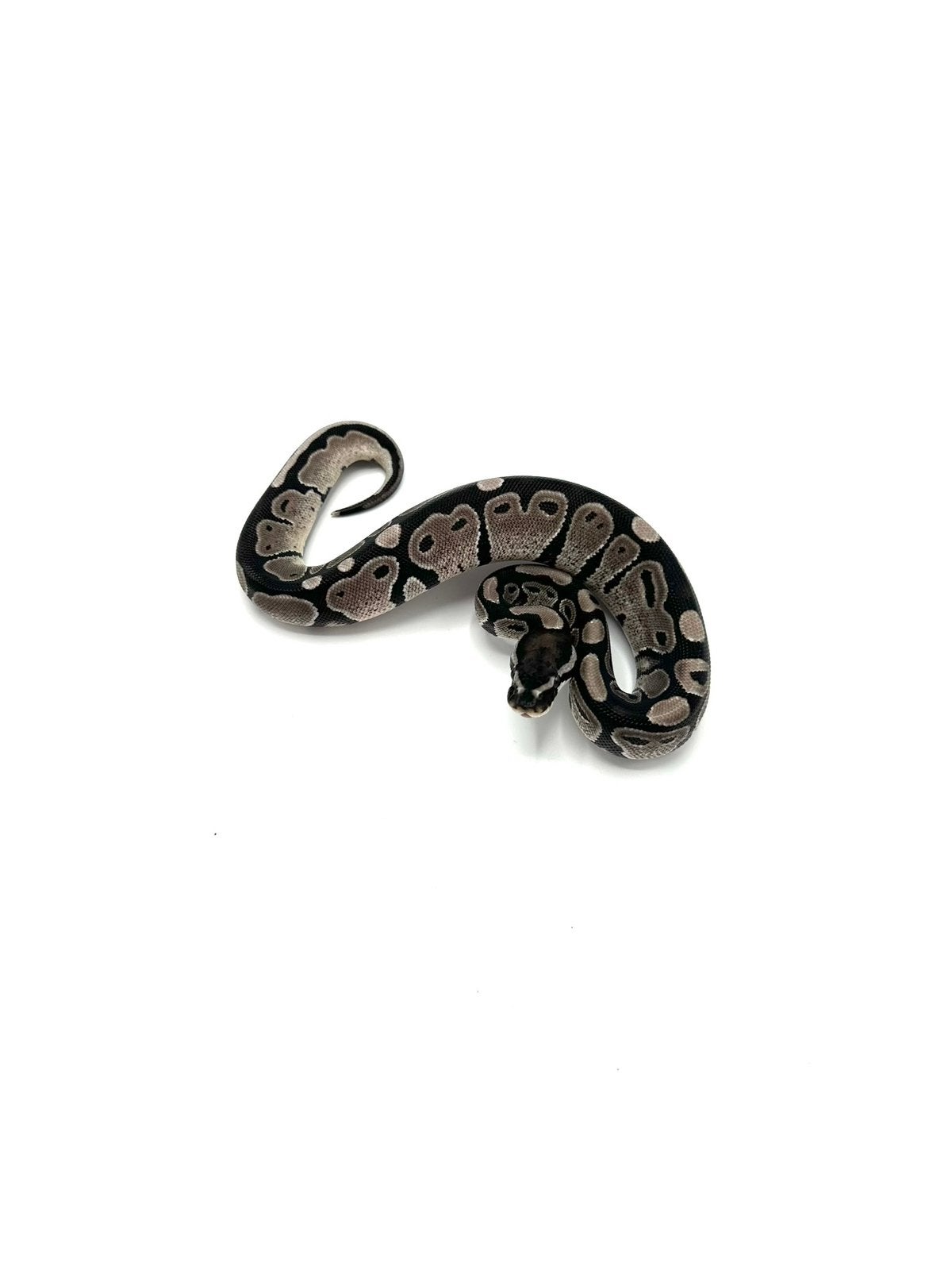 Diverse Python regius - koningspythons Ball Python photo 21