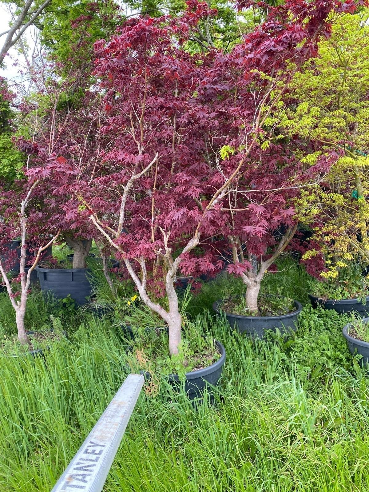 acer japonica meerstammig, Ophalen