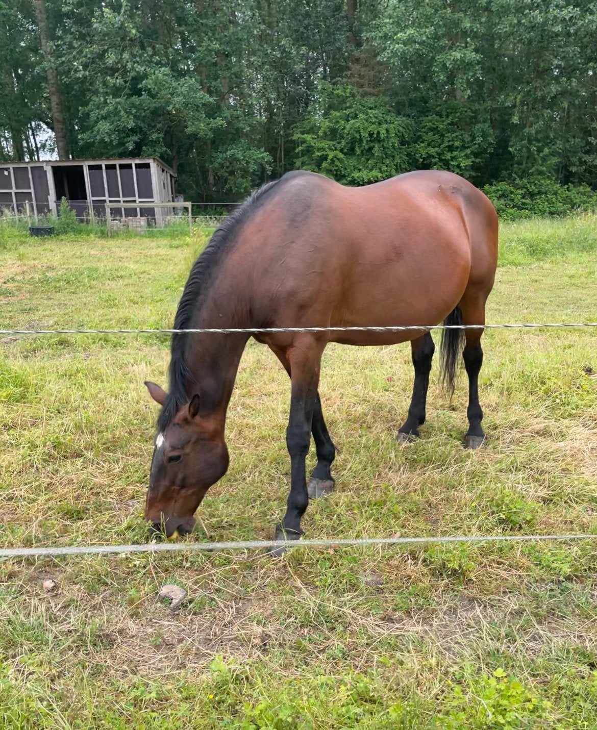 Recreatie/wandelpaard, Merrie