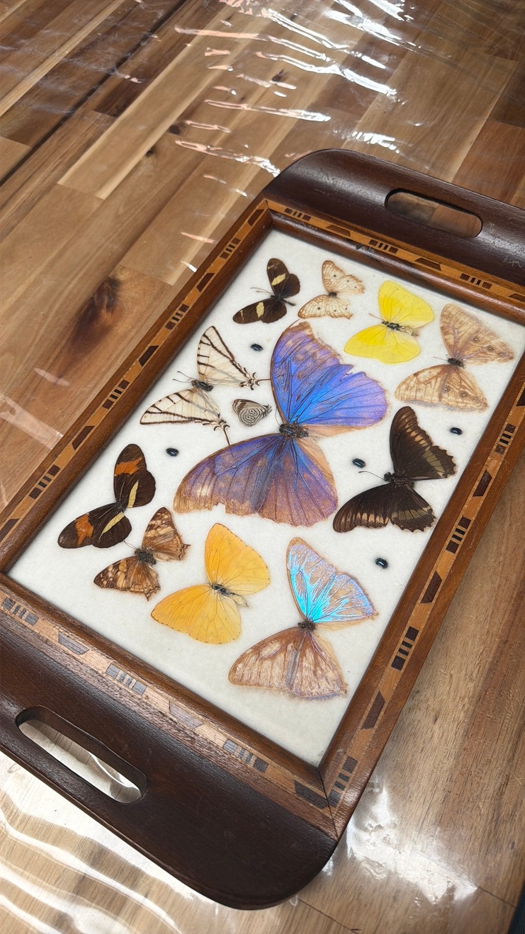 Plateau entomologie bel etat en bois, Antiquités & Art, Enlèvement ou Envoi