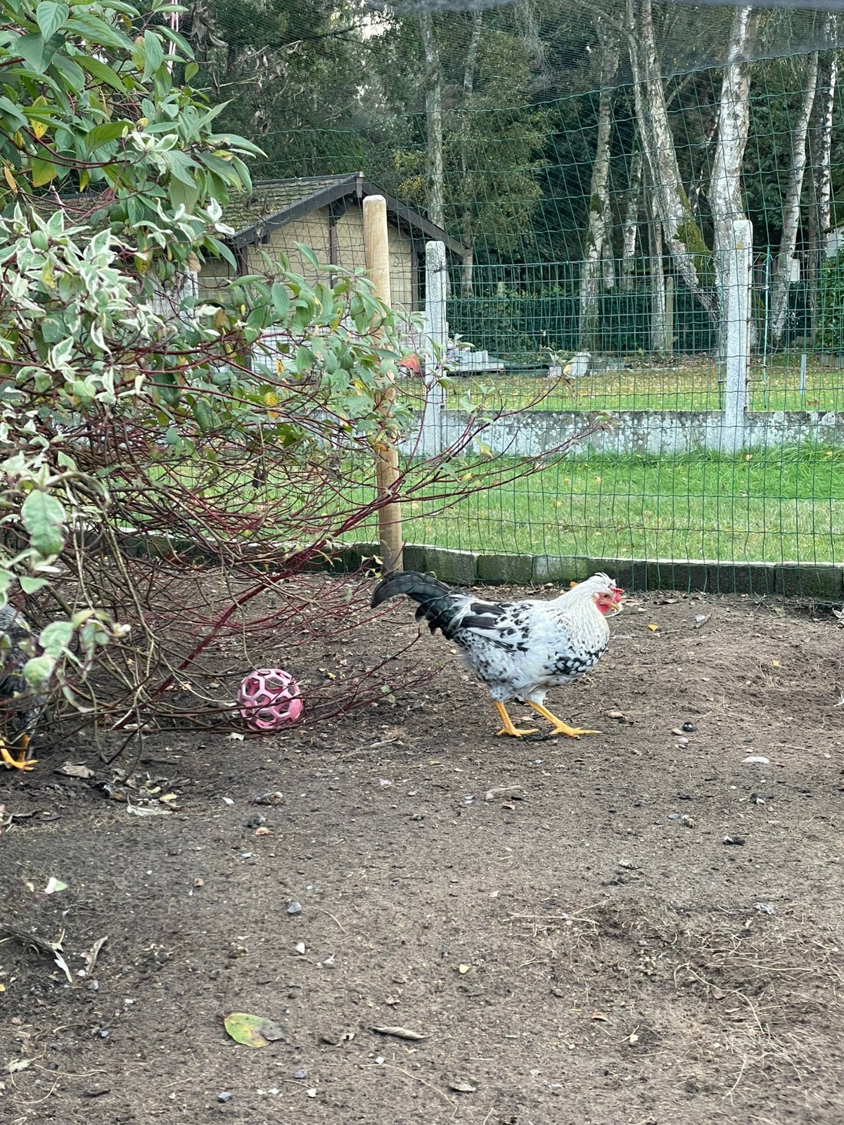 Jonge sierhaantjes zoeken een nieuwe thuis, Dieren en Toebehoren