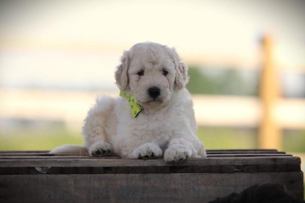 Chiots Labradoodle, parents contrôlés, Animaux & Accessoires, Chiens | Retrievers, Épagneuls & Chiens d'eau, Autres races, Plusieurs
