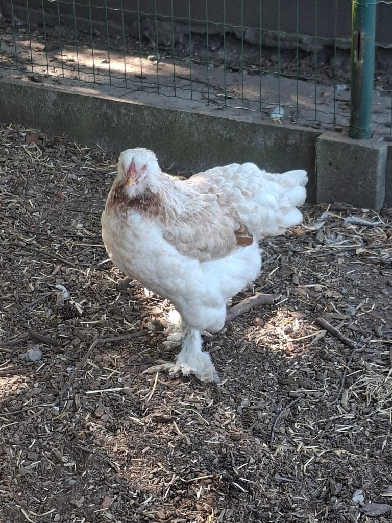 Brahma, Plusieurs animaux, Poule ou poulet