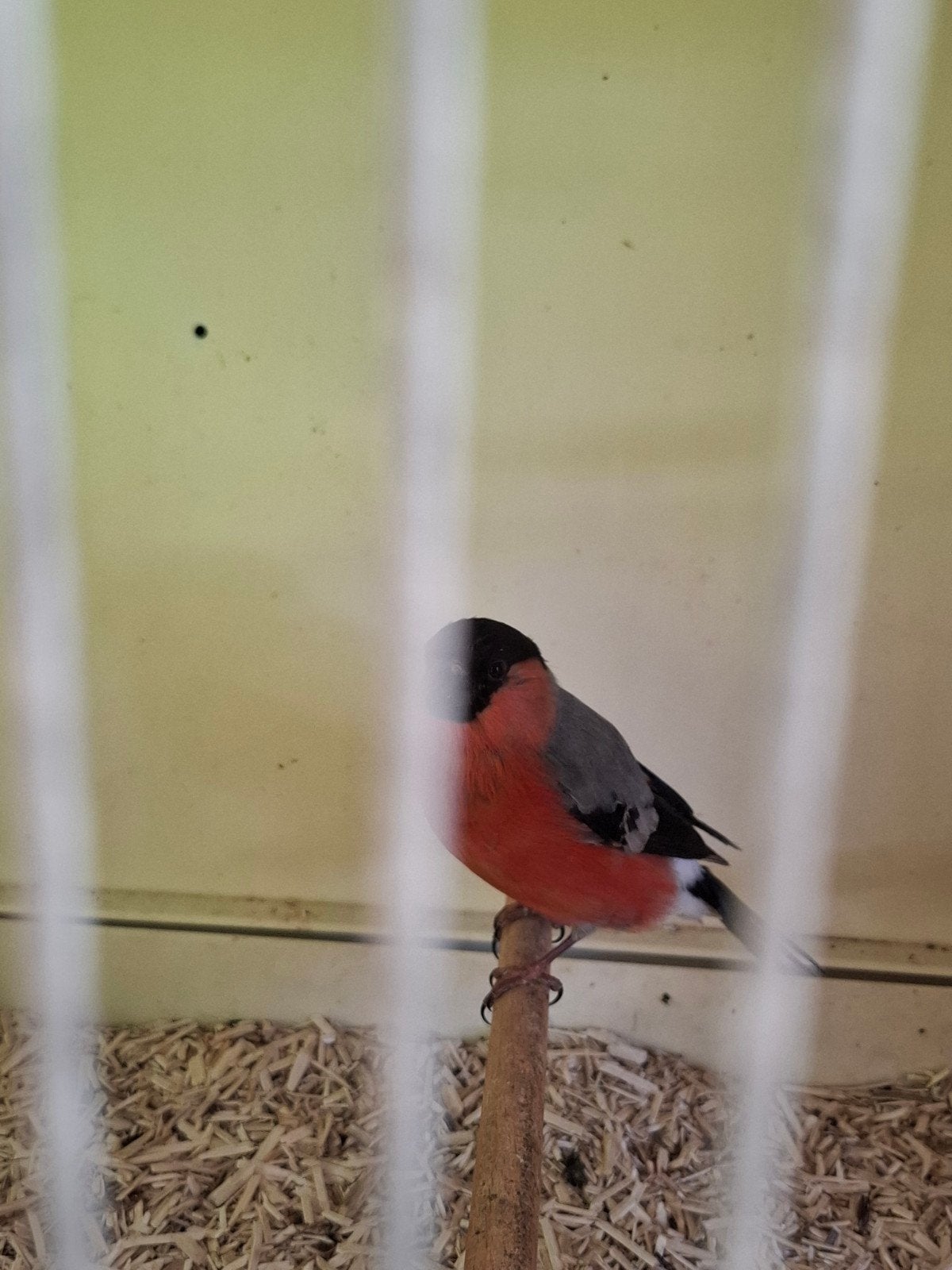 Goudvinken man, Dieren en Toebehoren, Vogels | Overige Vogels