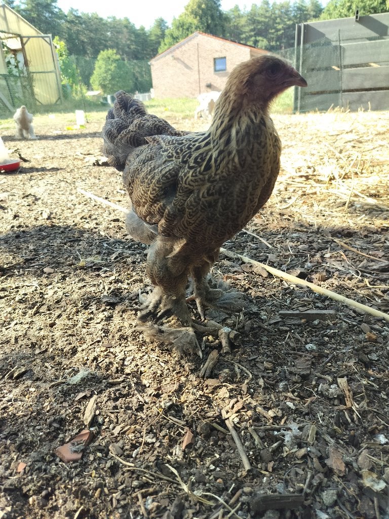 Brahma meerzomig patrijs, Dieren en Toebehoren, Pluimvee