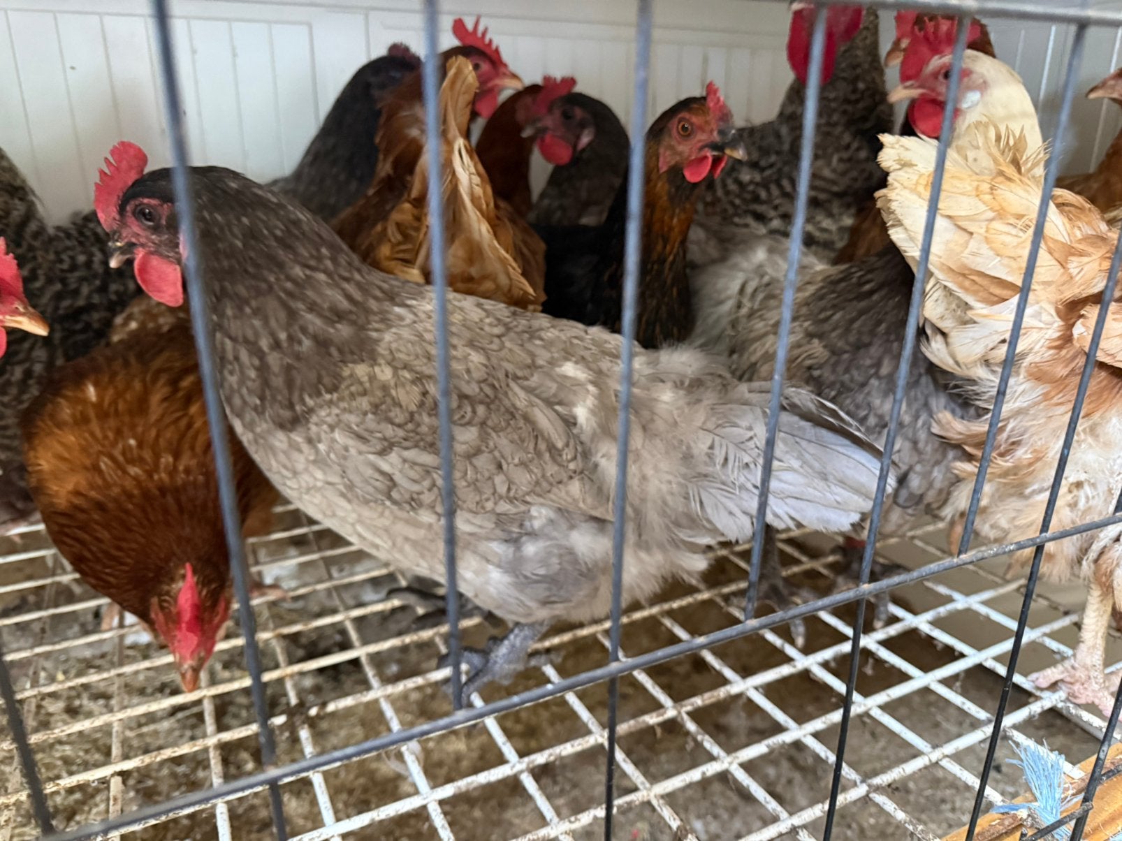 Leg kippen te koop, Dieren en Toebehoren, Pluimvee