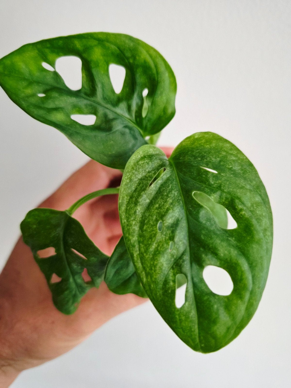 Monstera Adansonii Mint, Autres espèces, En pot, Enlèvement ou Envoi, Moins de 100 cm
