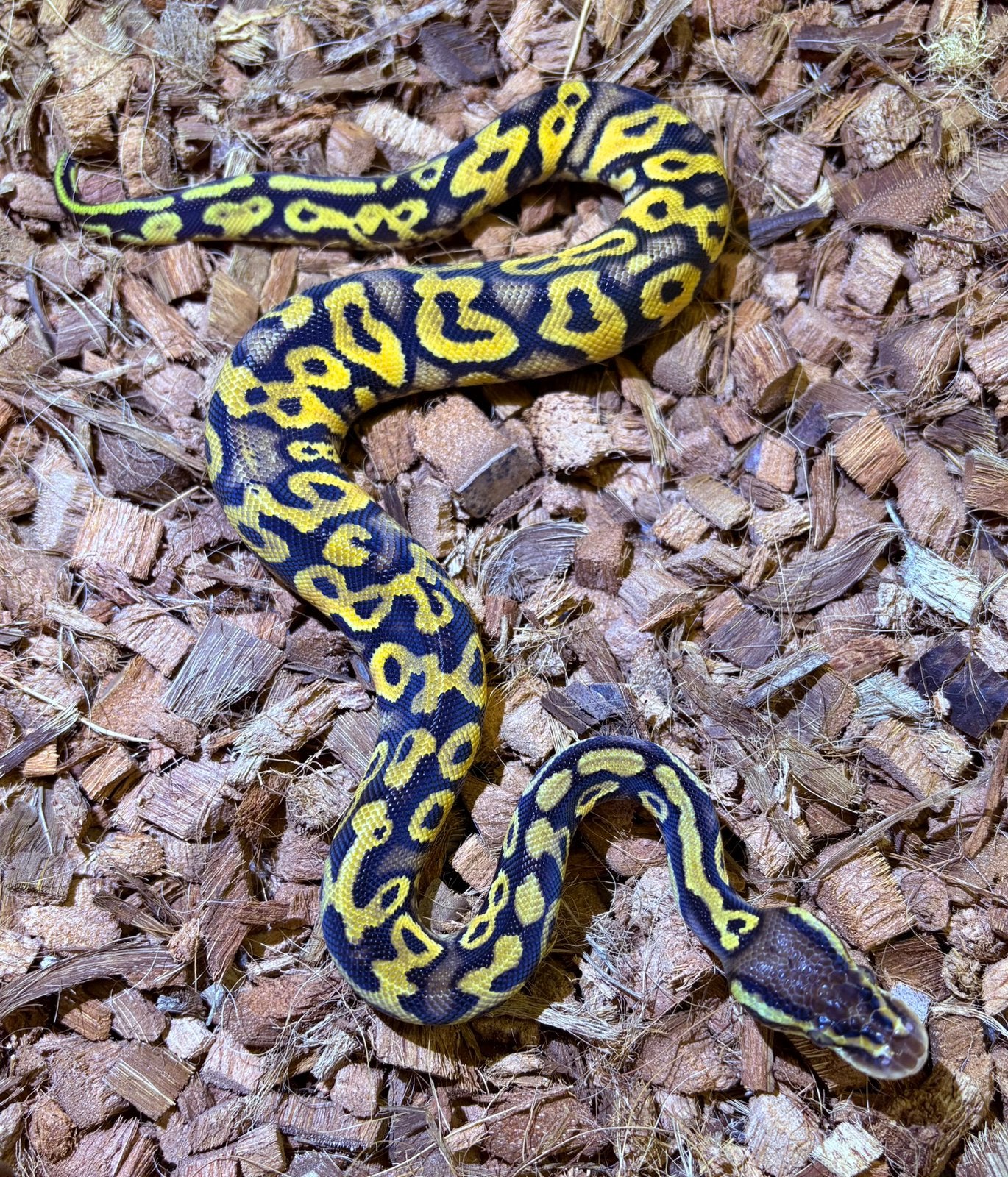 Python Regius Leopard Vanille Yellow Belly Ball Python - unknown for sale from RMD Regius
