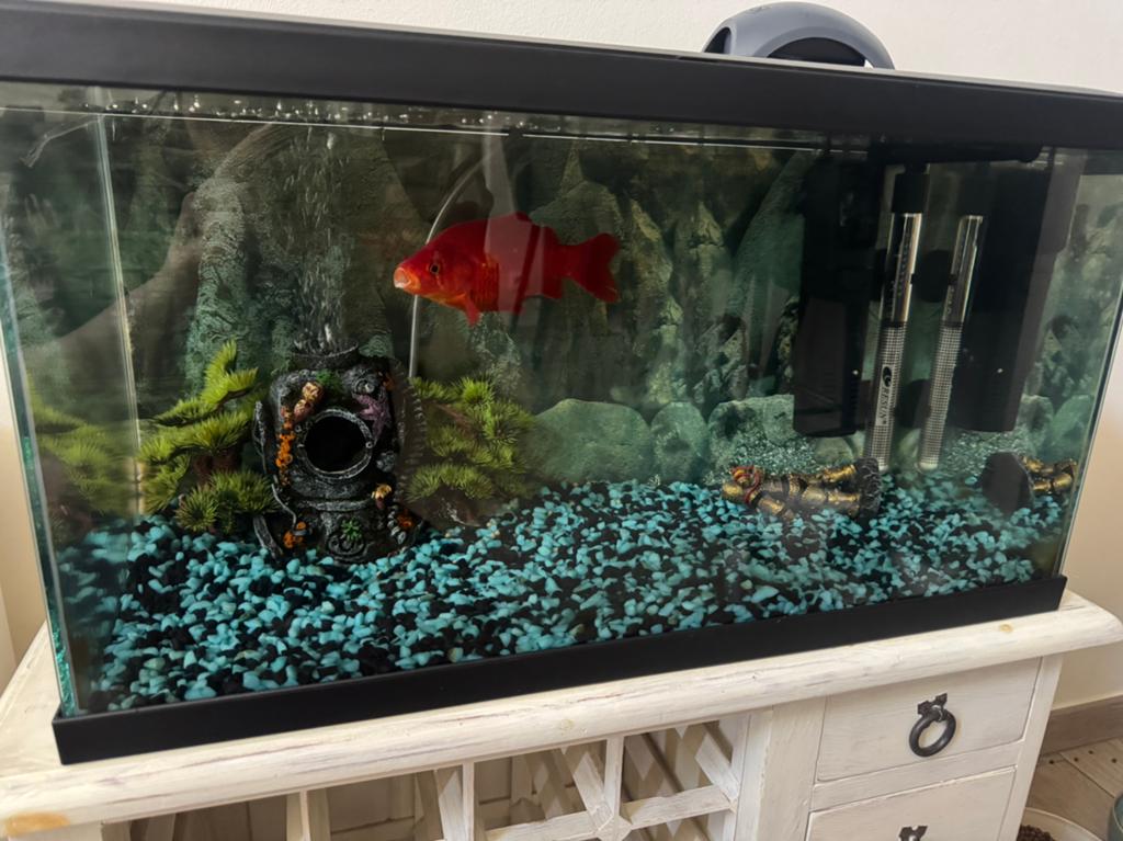 Compleet aquarium met alle toebehoren. Perfecte staat, Ophalen, Pomp, Zo goed als nieuw, Decoratie