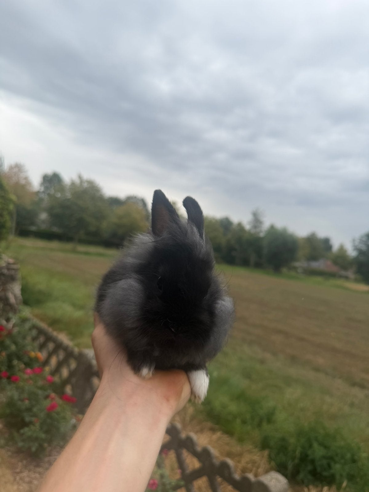 Dwergkonijntjes, Juin, Sexe inconnu
