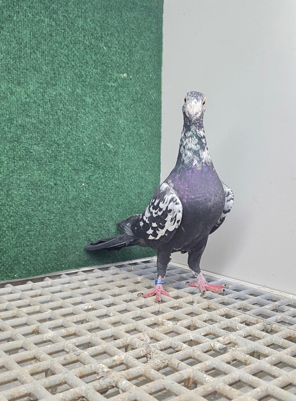Oude postduif, Dieren en Toebehoren