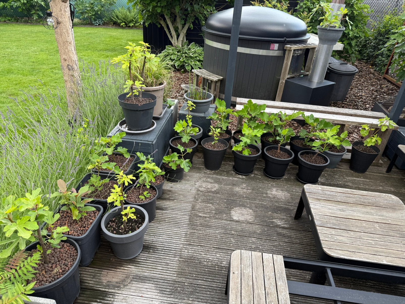 Goed gewortelde vijgen in pot te koop., Ophalen