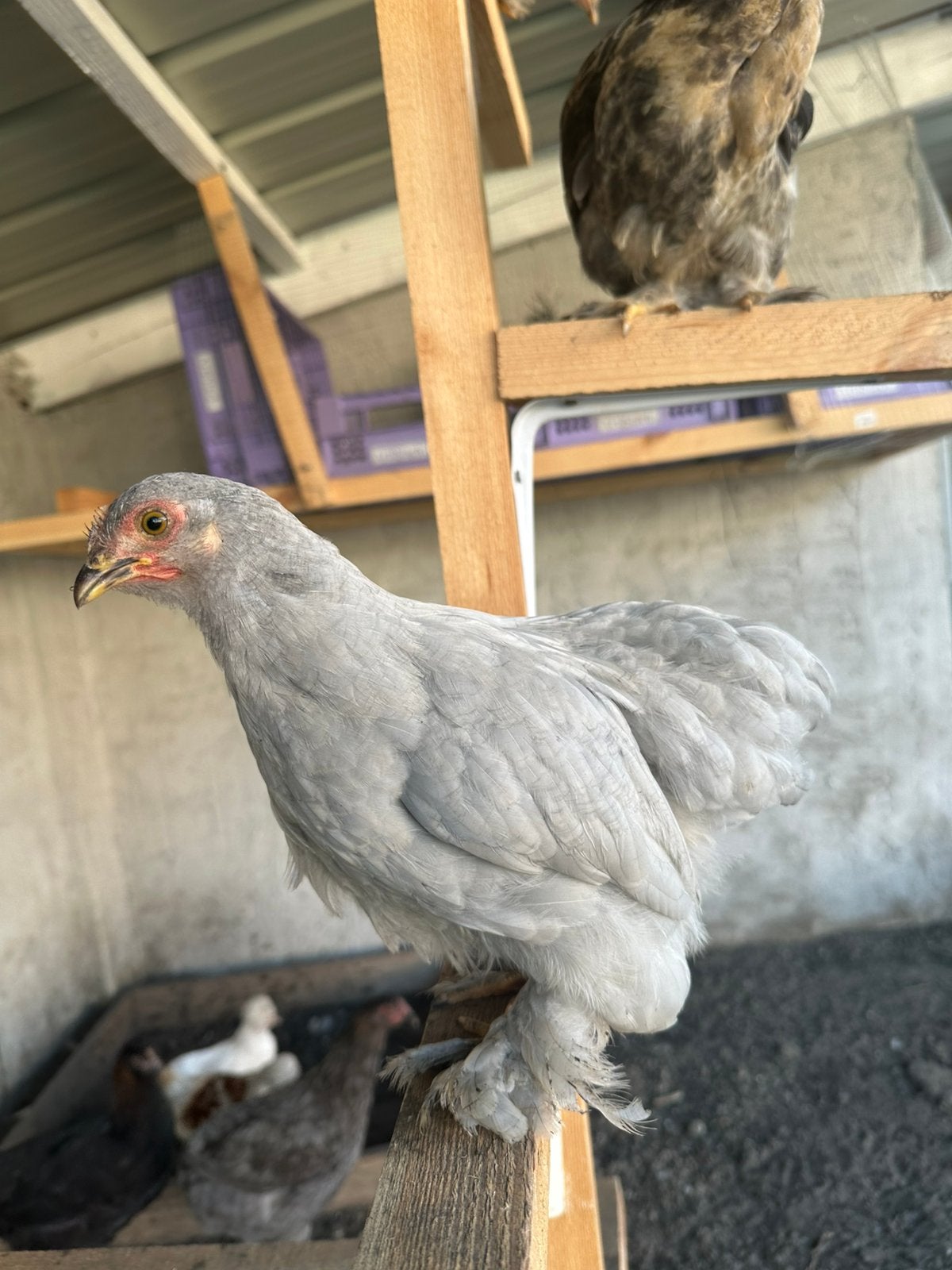Cochin parelgrijs, Animaux & Accessoires, Femelle, Poule ou poulet