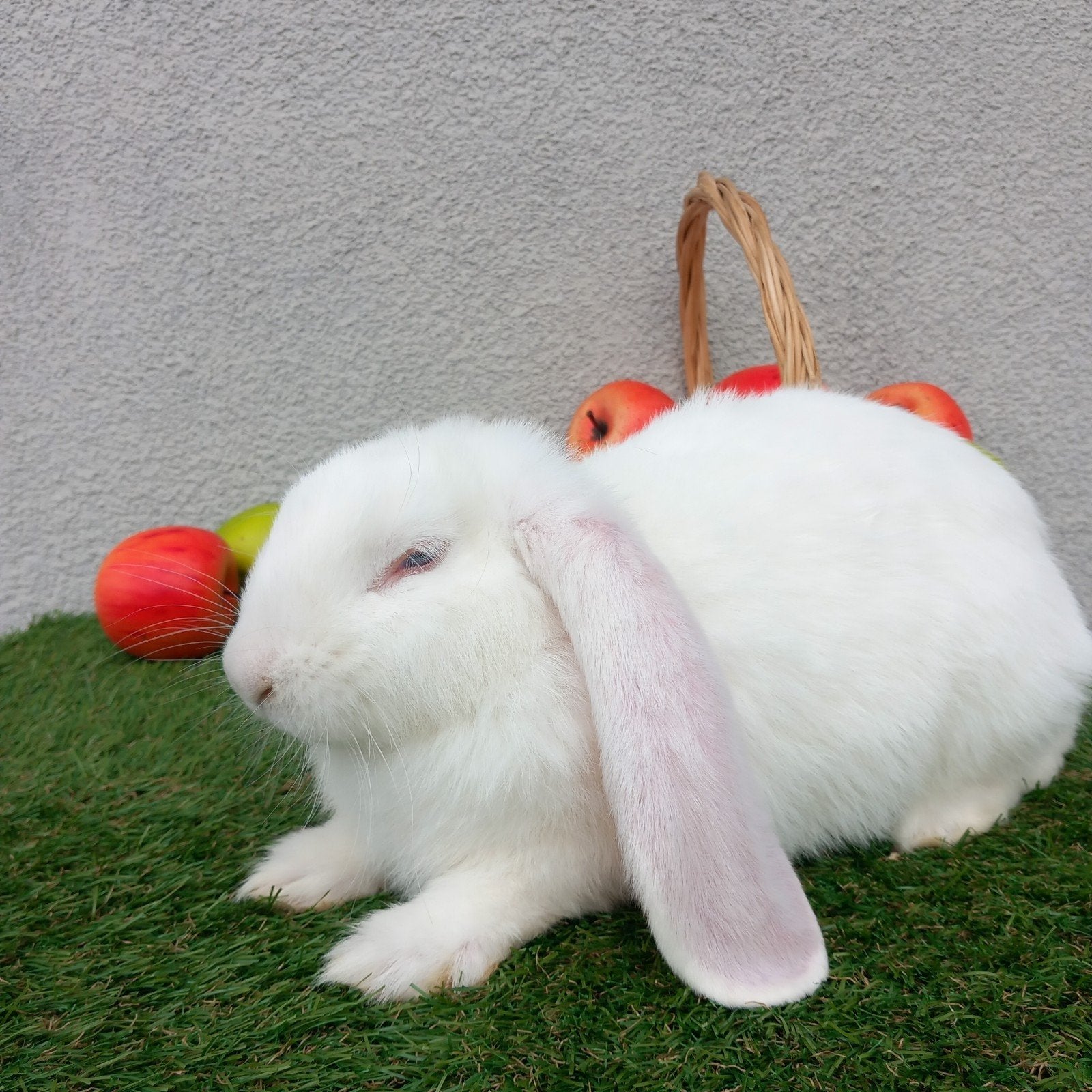 Franse hangoor ram, Mannelijk, Groot, Hangoor, 0 tot 2 jaar
