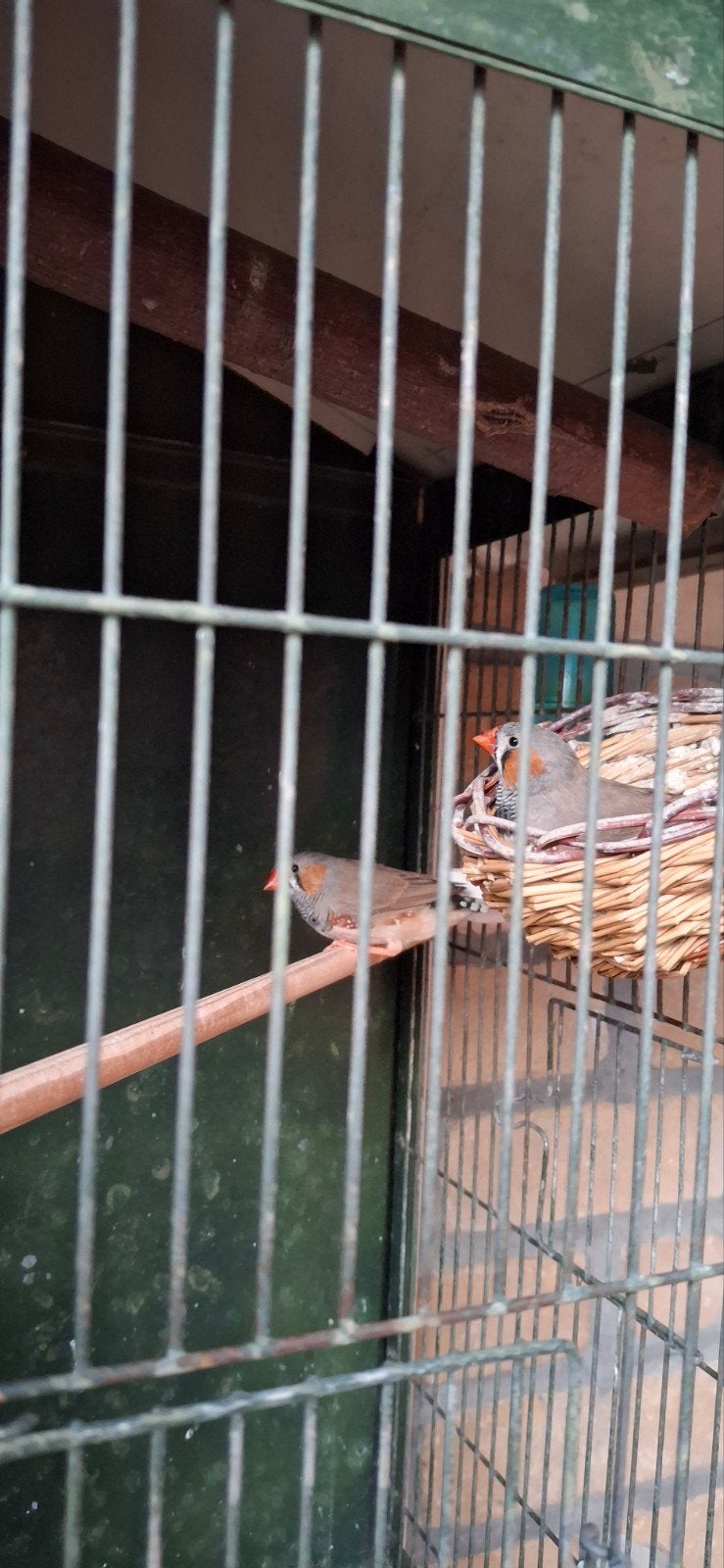 Zeebravinken, Dieren en Toebehoren, Vogels | Kanaries