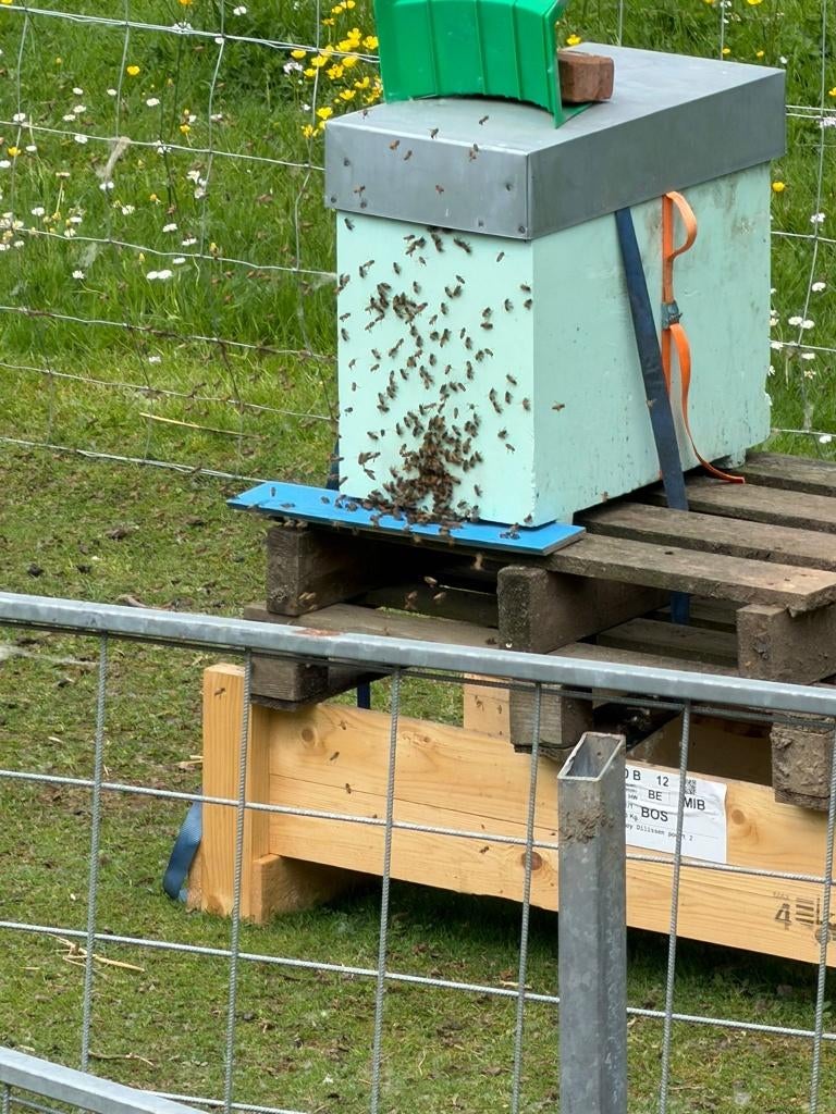 Enlèvement d'essaim d'abeilles, Enlèvement