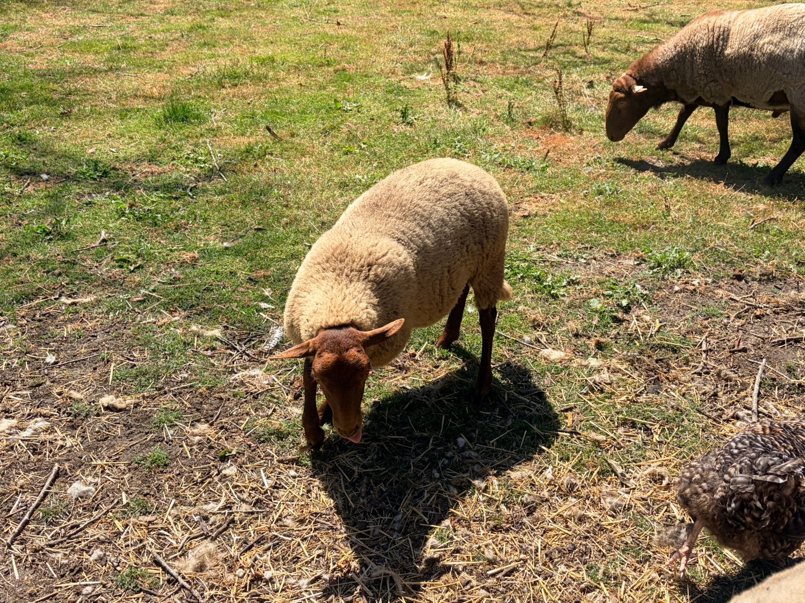 Ardense voskop lammeren, Dieren en Toebehoren, Vrouwelijk, Schaap, 0 tot 2 jaar