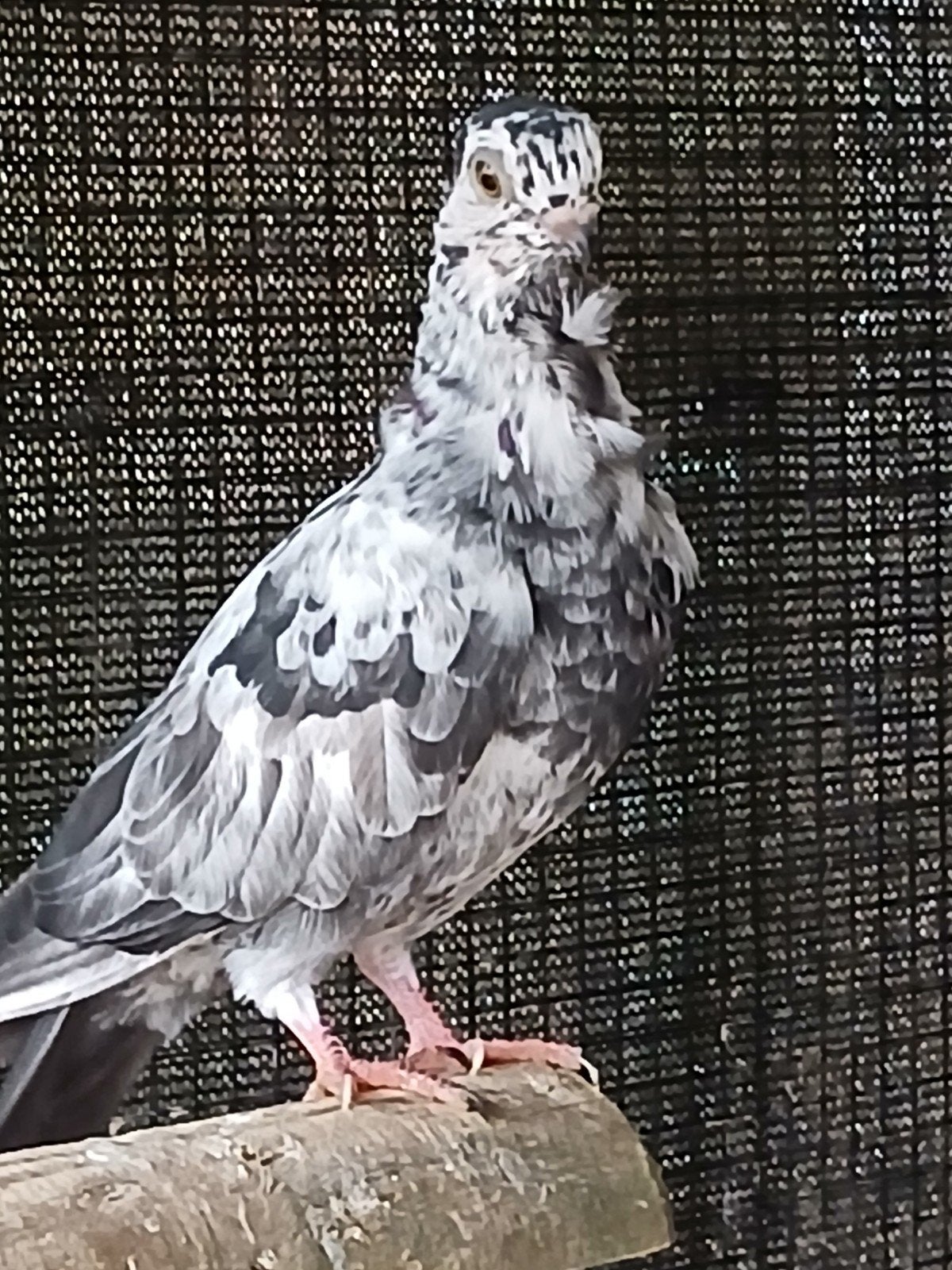 figurita's, Dieren en Toebehoren