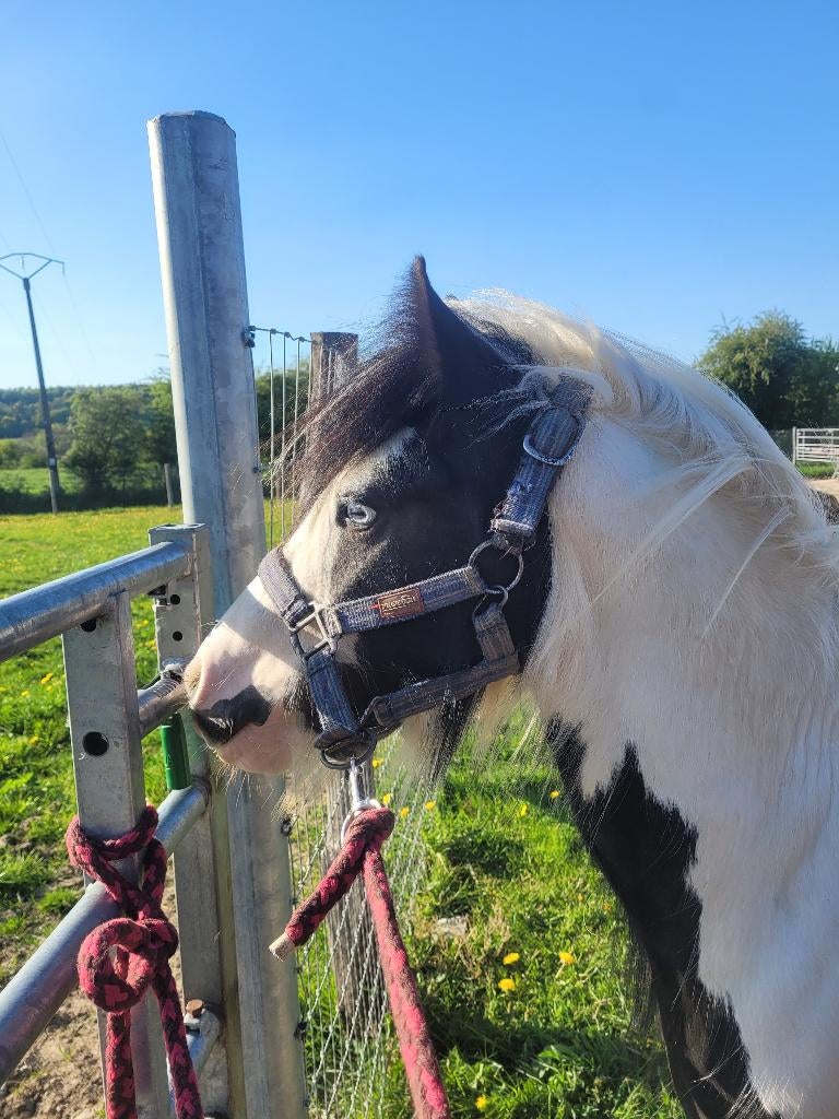 Iers COB/Tinkerveulen, Dieren en Toebehoren, 0 tot 2 jaar, Hengst, B pony (1.17m tot 1.27m), Onbeleerd