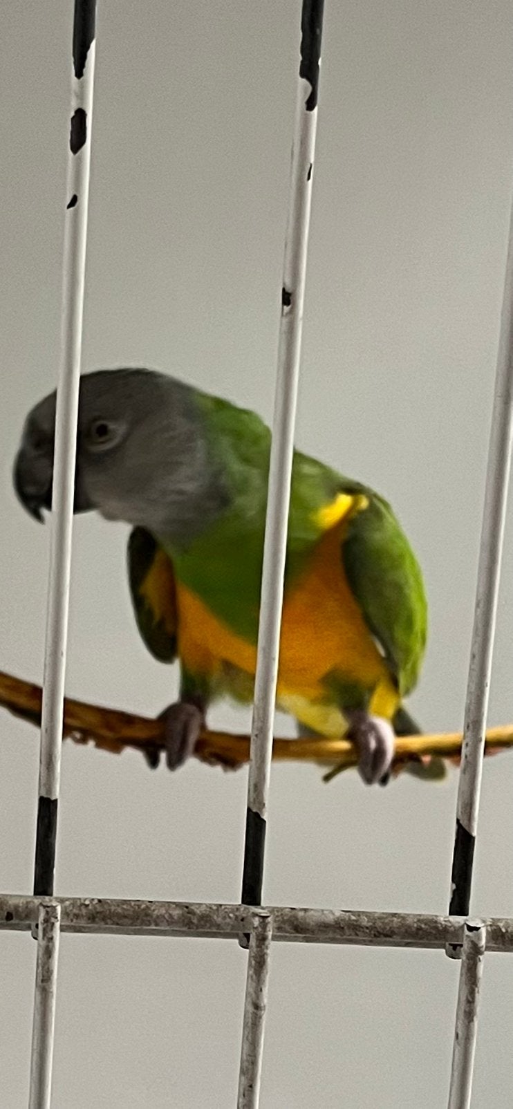 Fermier Pied, mâle Poicephalus, perroquet du Sénégal, Mâle, Perroquet, Bagué