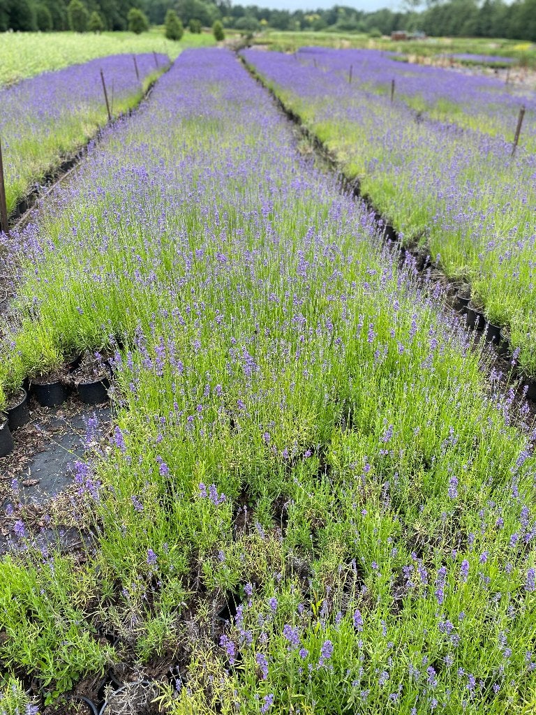 Lavande, Jardin & Terrasse, Plantes | Jardin, Enlèvement, Plante fixe