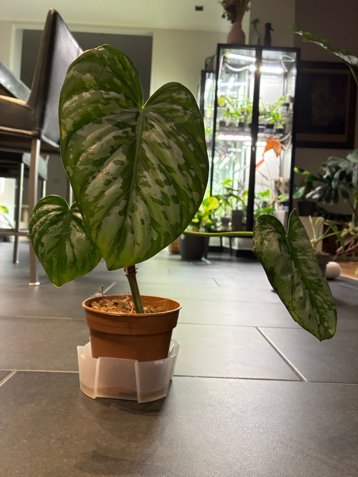 Philodendron Brandtianum hybride, Ophalen of Verzenden, In pot