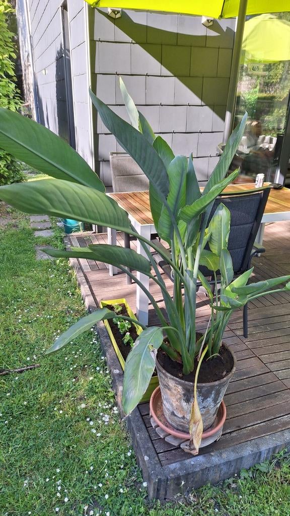 Oiseau de paradis strelitzia, Enlèvement