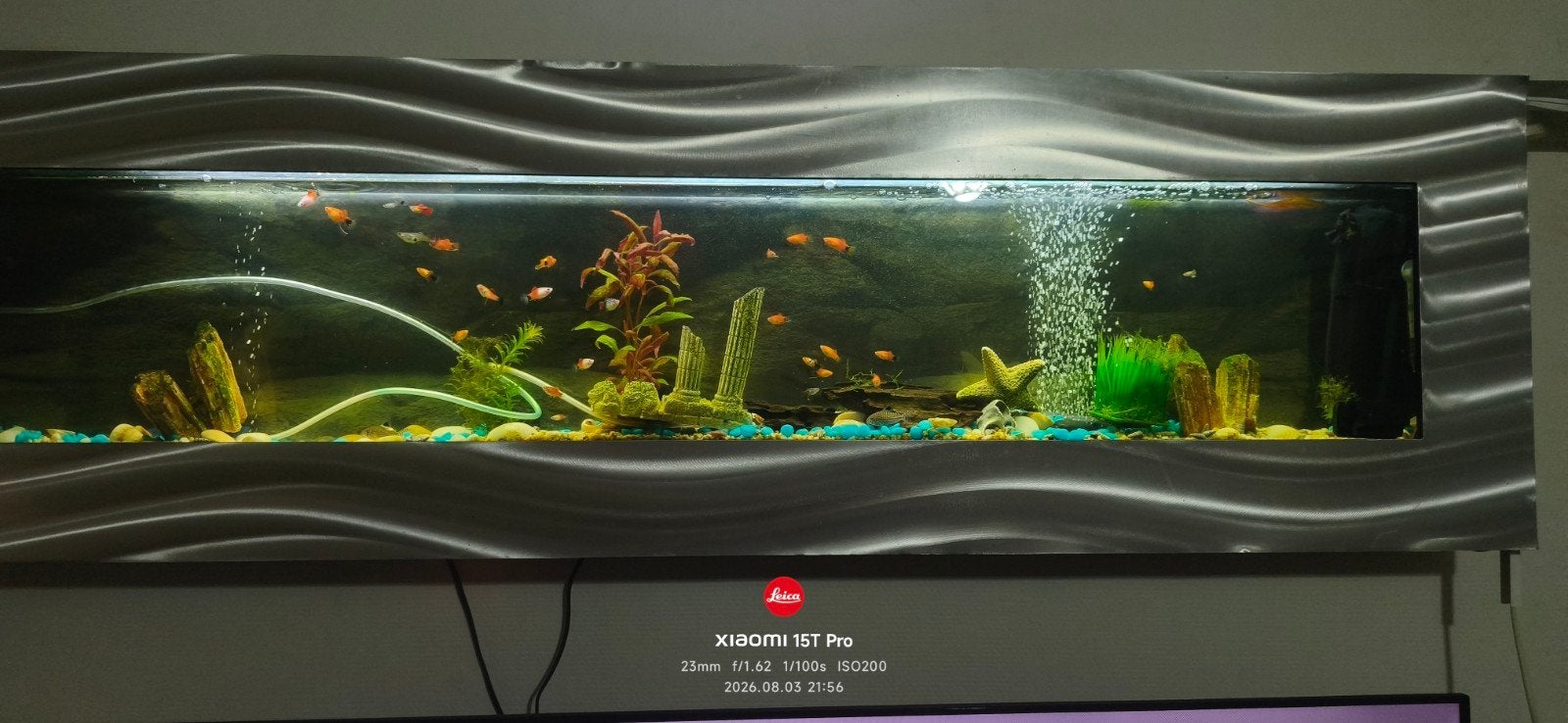 Zoek naar gratis vis, Enlèvement ou Envoi, Poisson