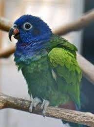 Pionus menstrus, Mâle, Perroquet, Bagué