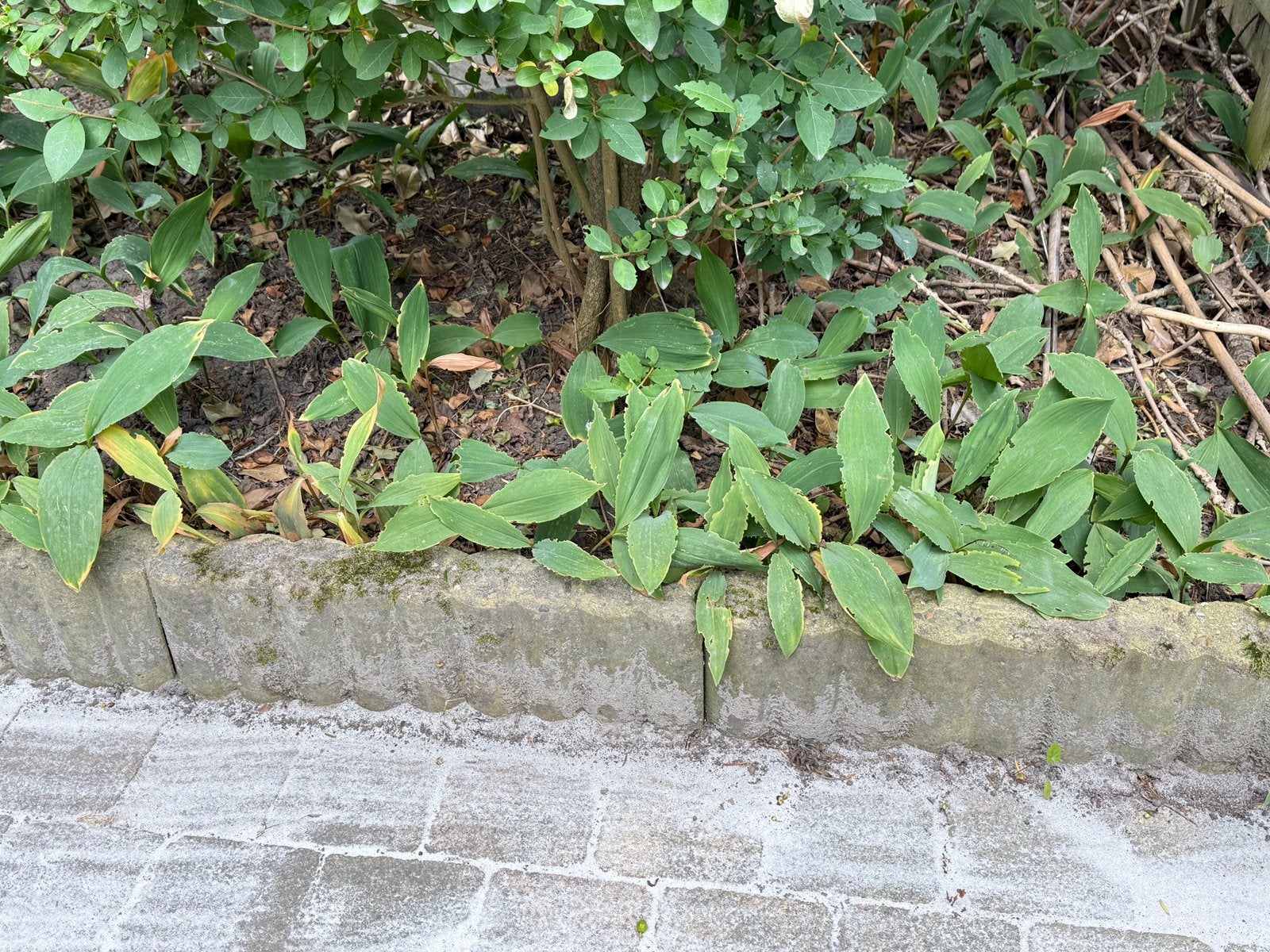 18 palissadebanden (of rondobanden) voor borders of paden., Tuin en Terras, Ophalen, Gebruikt, 25 tot 50 cm, Minder dan 25 cm