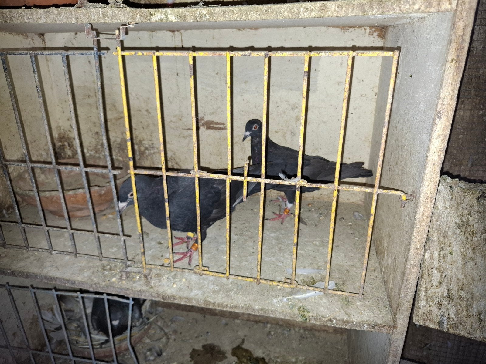 reisduif, Plusieurs animaux, Pigeon voyageur