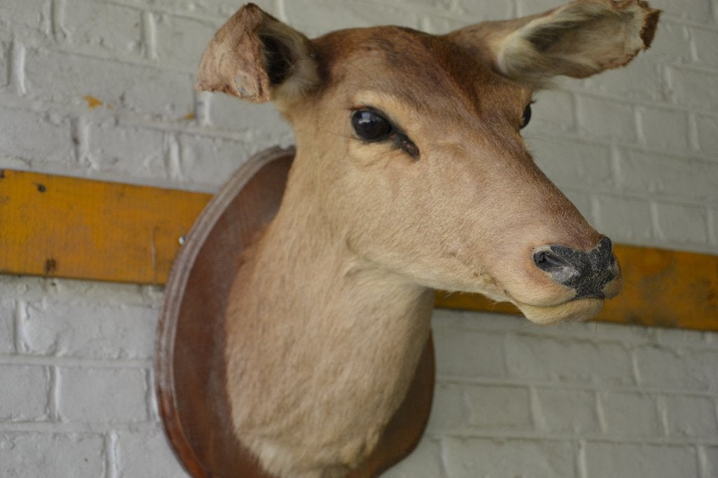 taxidermie, Enlèvement
