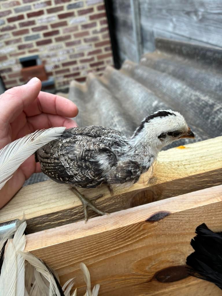 Poussins bantam Phoenix, Sexe inconnu, Poule ou poulet