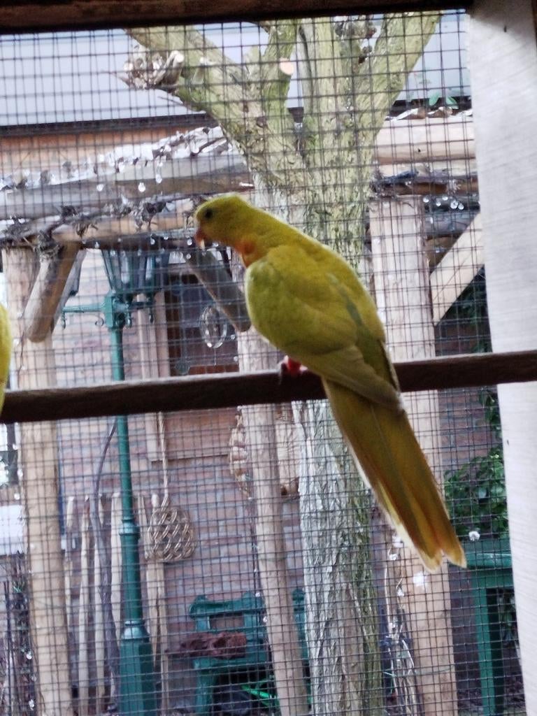 Parkieten, Dieren en Toebehoren, Vogels | Parkieten en Papegaaien