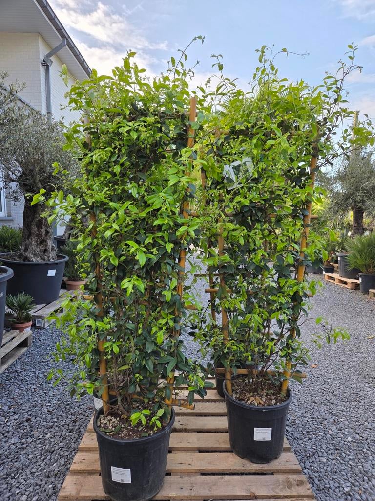 Trachelospermum Jasminoides rek - Toscaanse Jasmijn, Ophalen, Halfschaduw