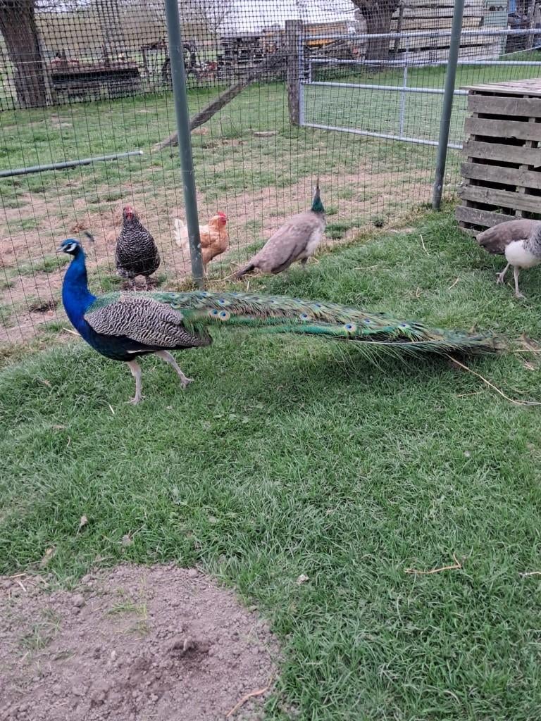 Pauw, Dieren en Toebehoren, Mannelijk, Overige soorten