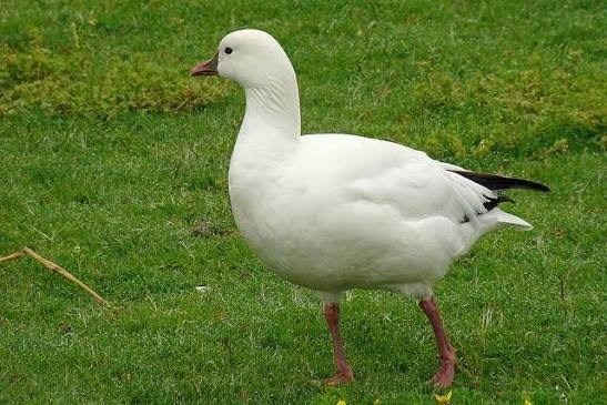 Te koop Rossgans (man), Dieren en Toebehoren, Pluimvee, Mannelijk, Gans of Zwaan