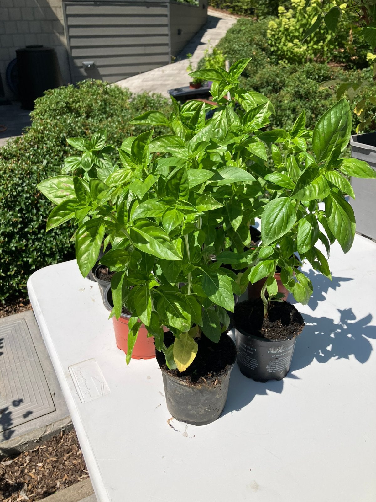Vers uit eigen kweek – Plantjes te koop!, Jardin & Terrasse, Plantes | Jardin, Enlèvement