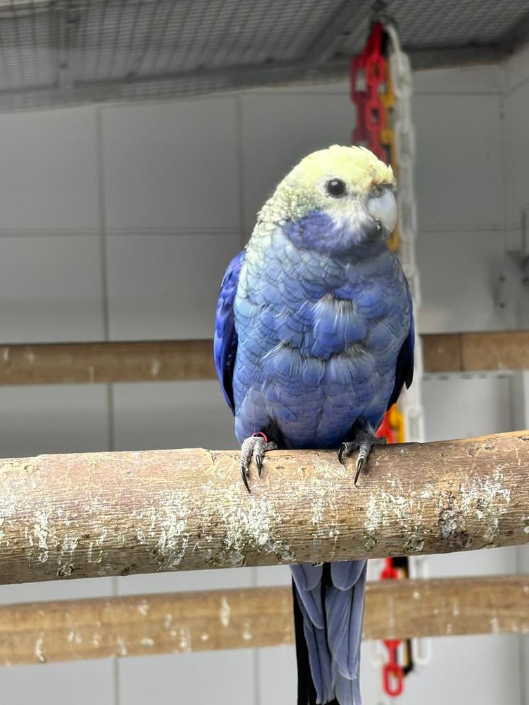 Gevraagd pop Blauwwang Rosella